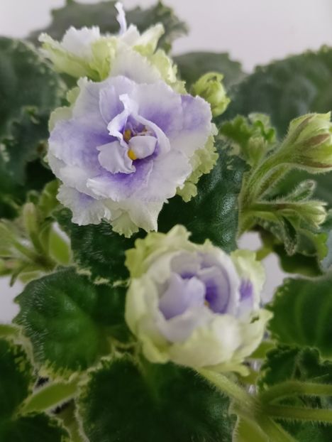  - BUCKEYE SEDUCTRESS