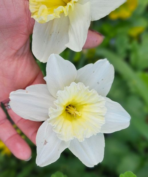  - Narcise 2019 2022 25