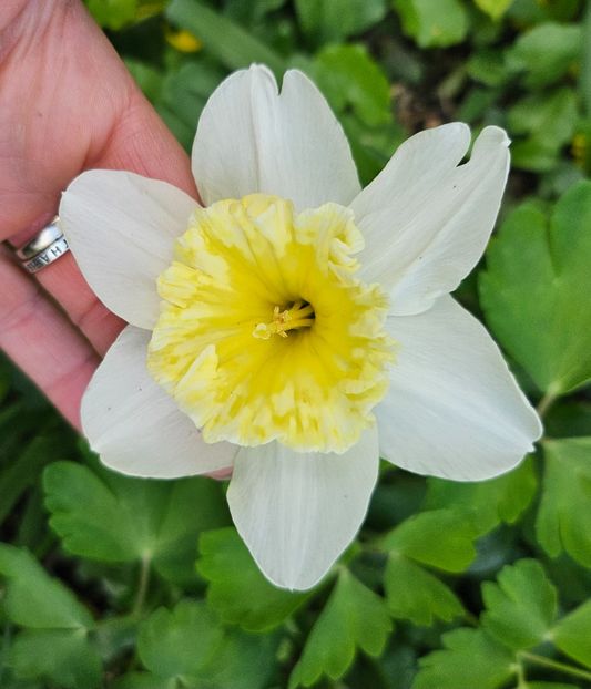  - Narcise 2019 2022 25