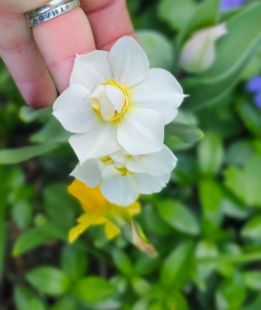  - Narcise 2019 2022 25