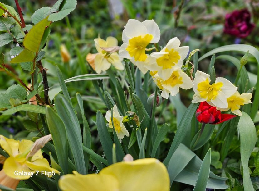  - Narcise 2019 2022 25