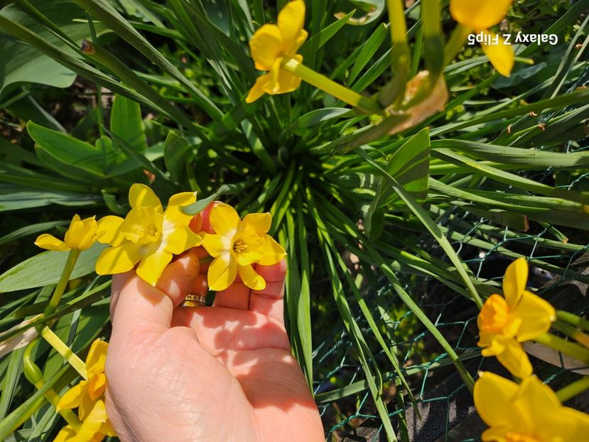  - Narcise 2019 2022 25