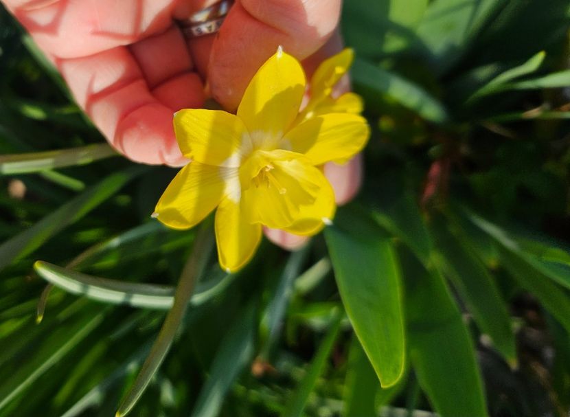  - Narcise 2019 2022 25