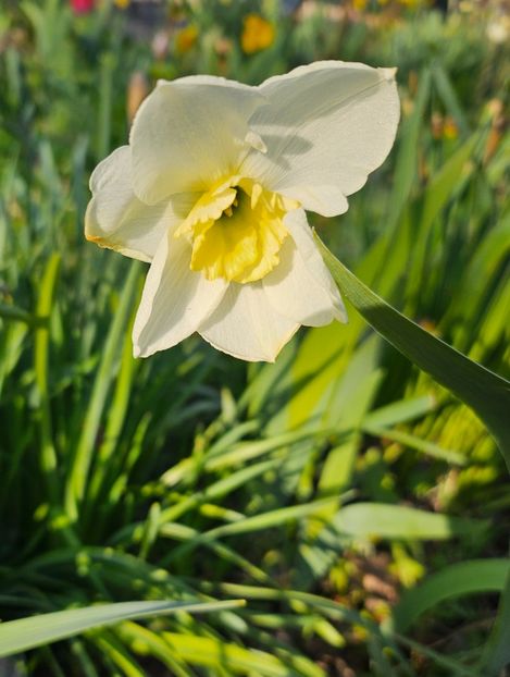  - Narcise 2019 2022 25