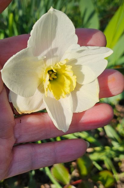  - Narcise 2019 2022 25