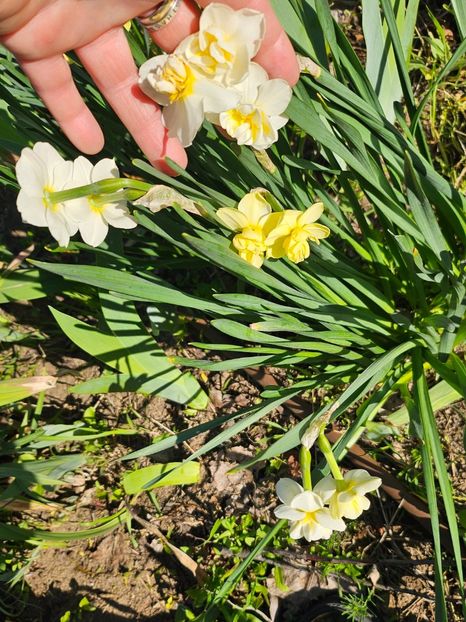  - Narcise 2019 2022 25