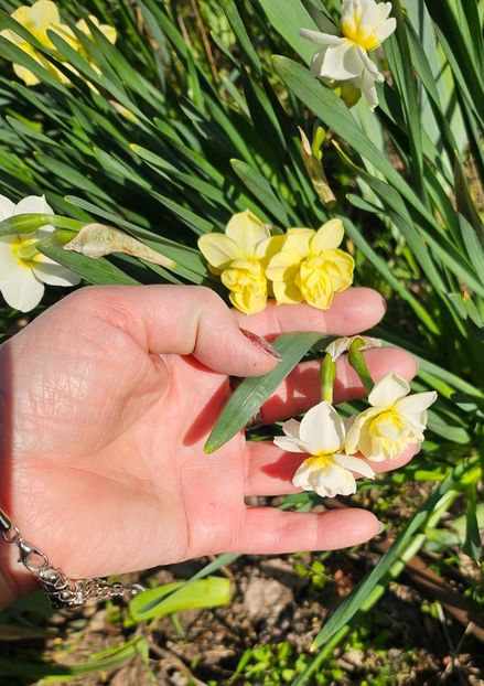  - Narcise 2019 2022 25