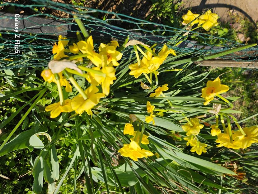 248d83eb-17b0-4af8-993c-b1a32298f848-1_all_92705 - Narcise 2019 2022 25