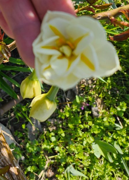  - Narcise 2019 2022 25