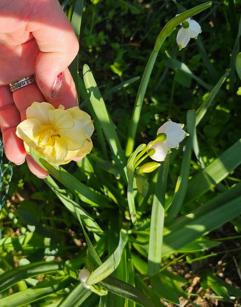  - Narcise 2019 2022 25