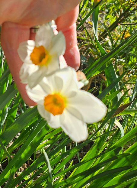  - Narcise 2019 2022 25