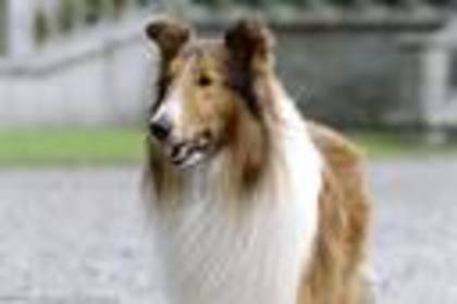  - poze cu Lassie