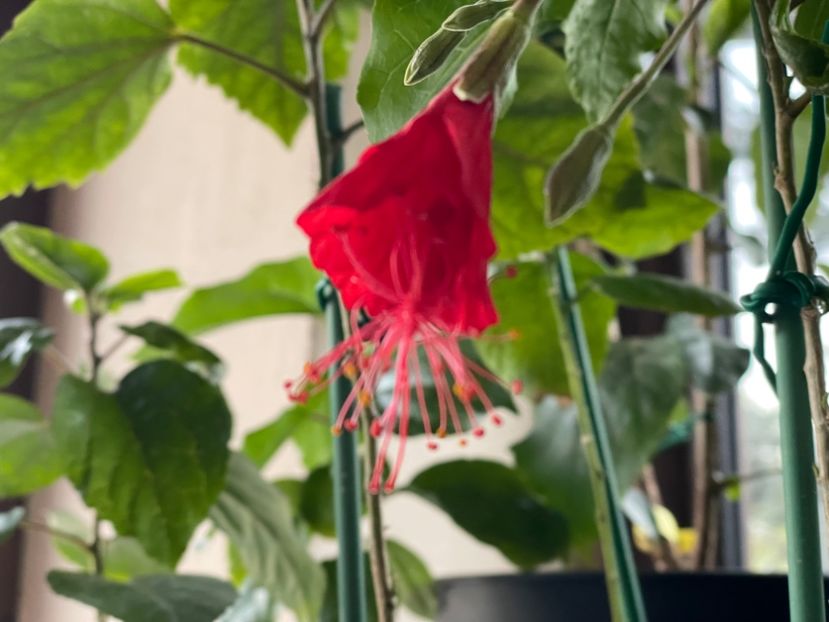  - 0006 - Hibiscusi 2025 - 1