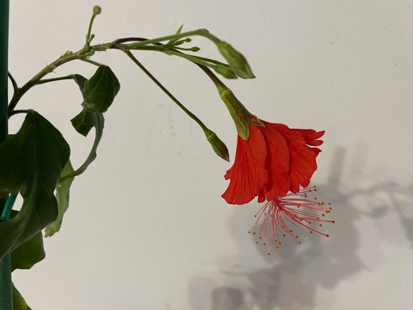  - 0006 - Hibiscusi 2025 - 1