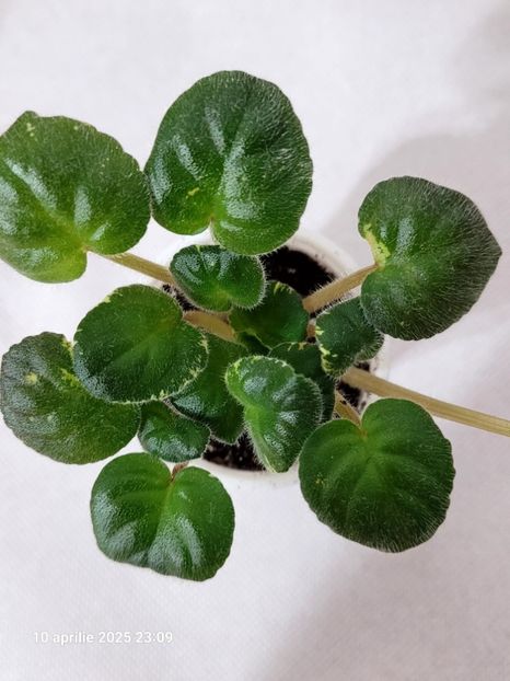 LE-Zanna 18 rez - rez Cristina