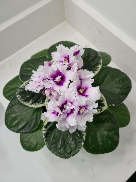 LE-Zanna - rez Cristina