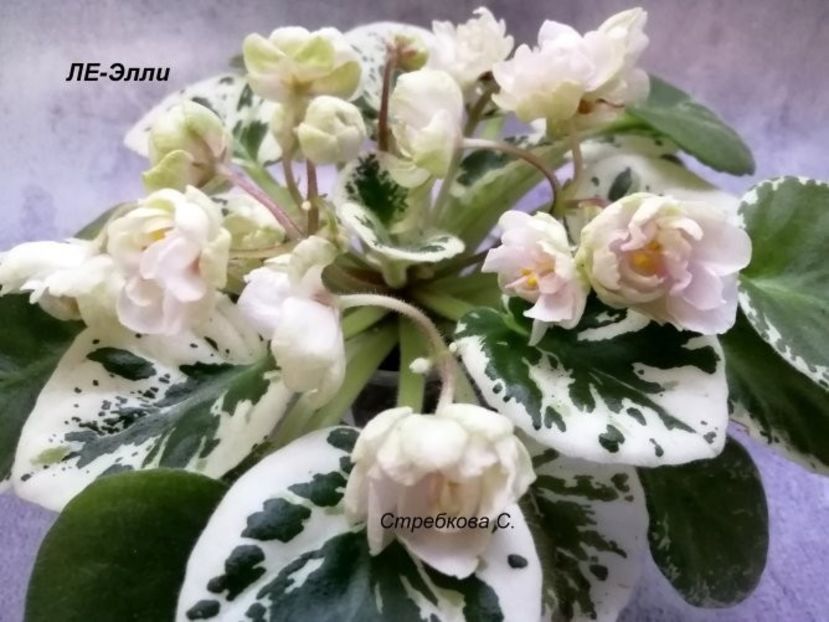 LE-ELLY/ЛЕ-Элли (Е. Лебецкая) - rez Cristina