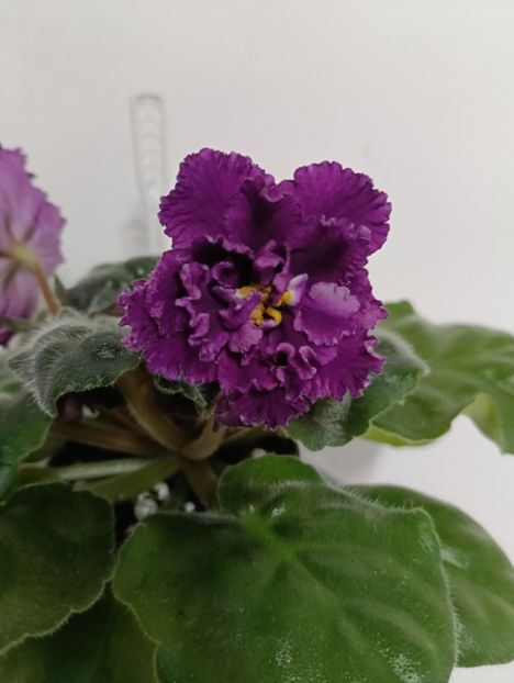  - AV- GROZOVYIE OBLAKA