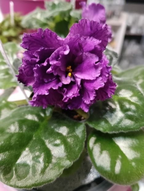  - AV- GROZOVYIE OBLAKA