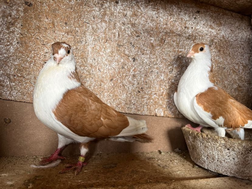 5 - 8-perechi lot zbor 2025