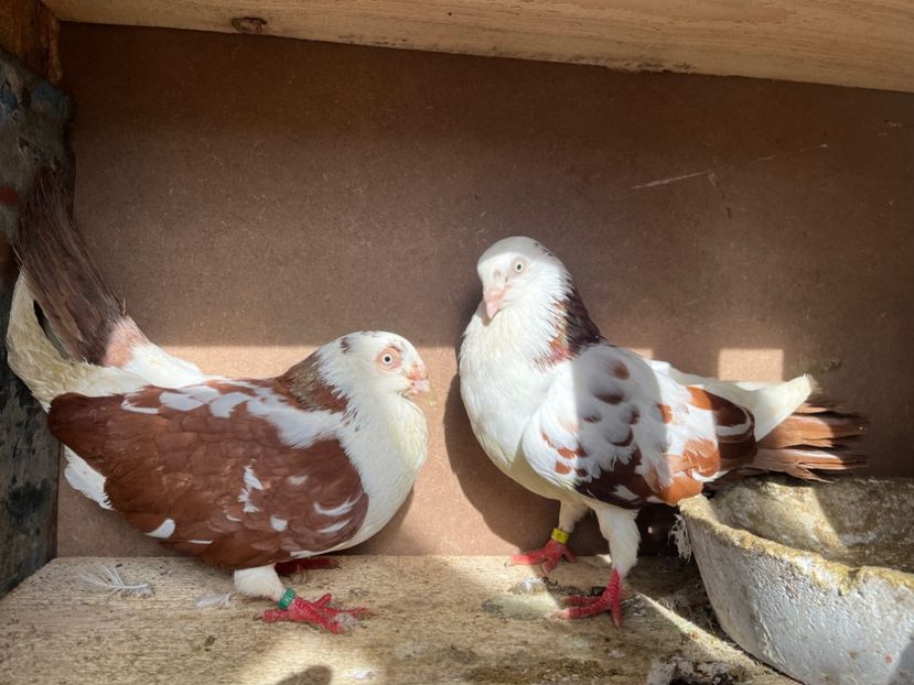  - 8-perechi lot zbor 2025