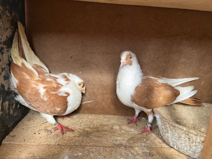 8 - 8-perechi lot zbor 2025