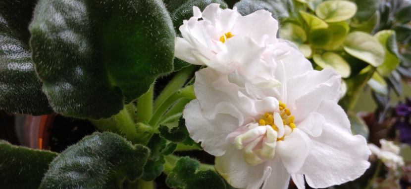  - Ek-Pearl Marshmallow