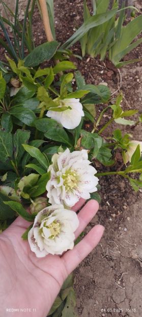  - Alte flori