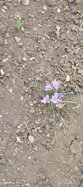  - Alte flori