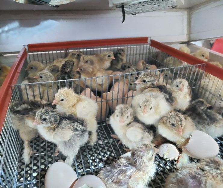 Prima serie este eclozata în 4 martie 25 - a__Pui 2025