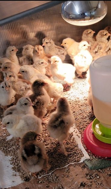 Seria 2 este eclozata în 22 martie 25 - a__Pui 2025