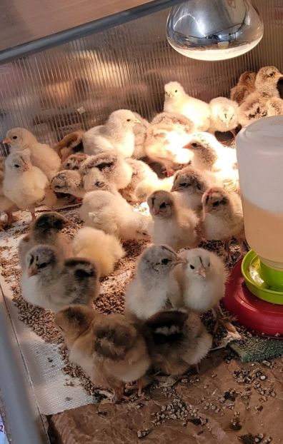 Screenshot_20250327_174138_Gallery - a__Pui 2025