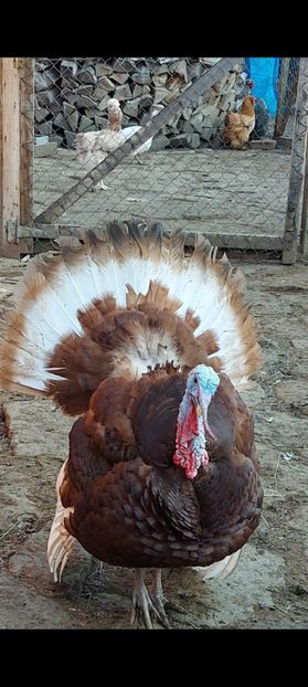 Screenshot_20250411_151232_Gallery - Curci red bourbon!