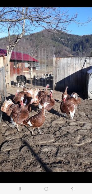 Screenshot_20250411_151213_Gallery - Curci red bourbon!