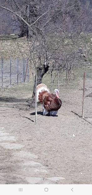 Screenshot_20250409_084324_Gallery - Curci red bourbon!