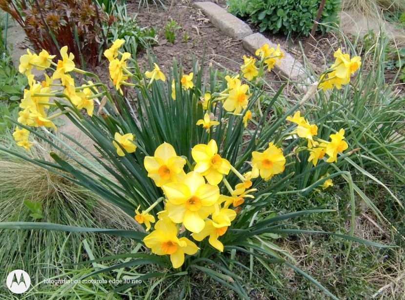  - Flori de gradină-2025