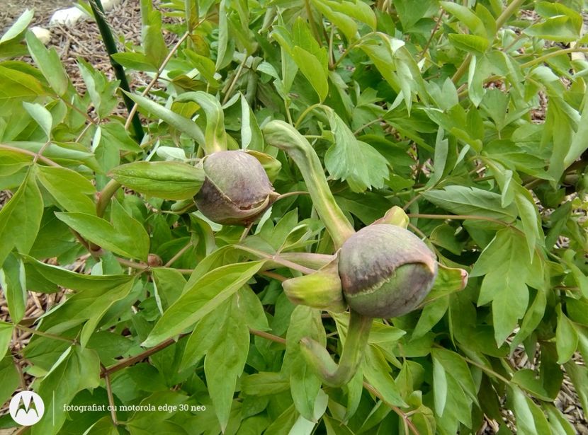  - Flori de gradină-2025