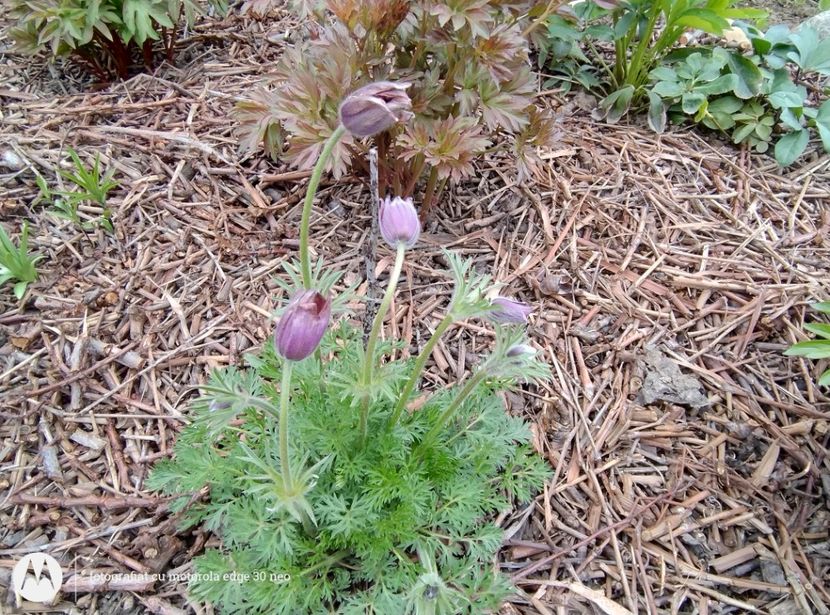  - Flori de gradină-2025