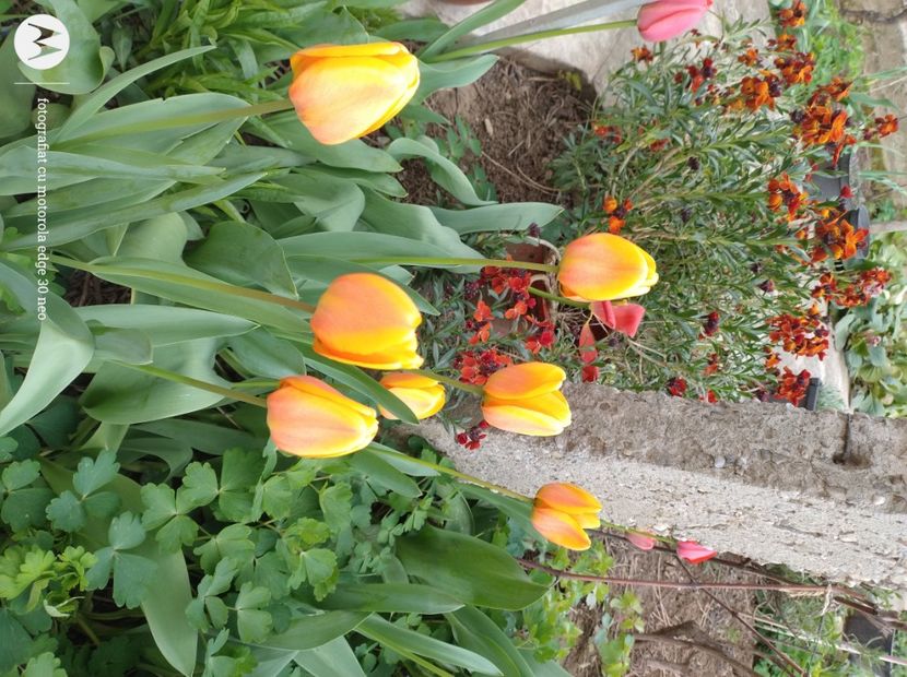  - Flori de gradină-2025