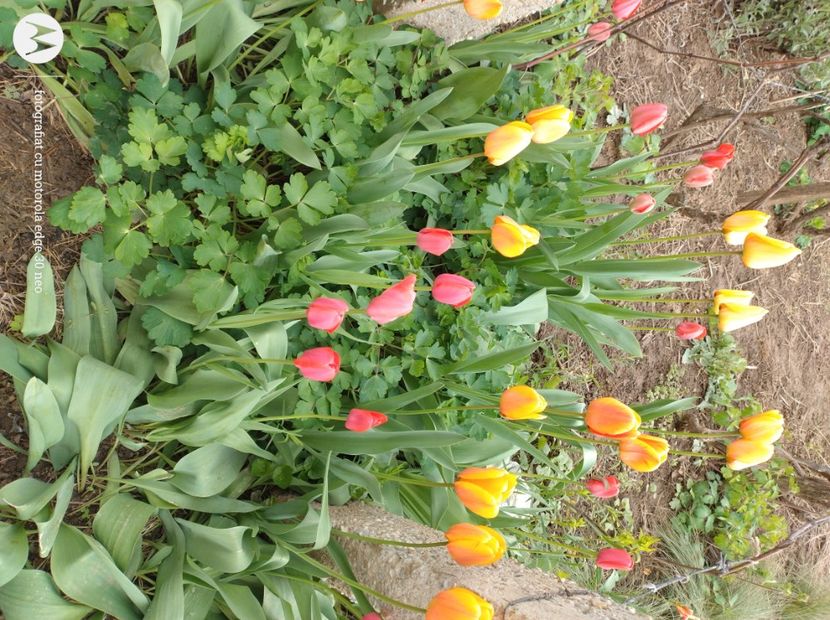  - Flori de gradină-2025