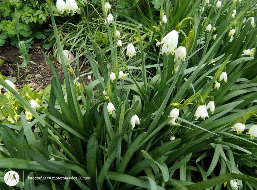  - Flori de gradină-2025