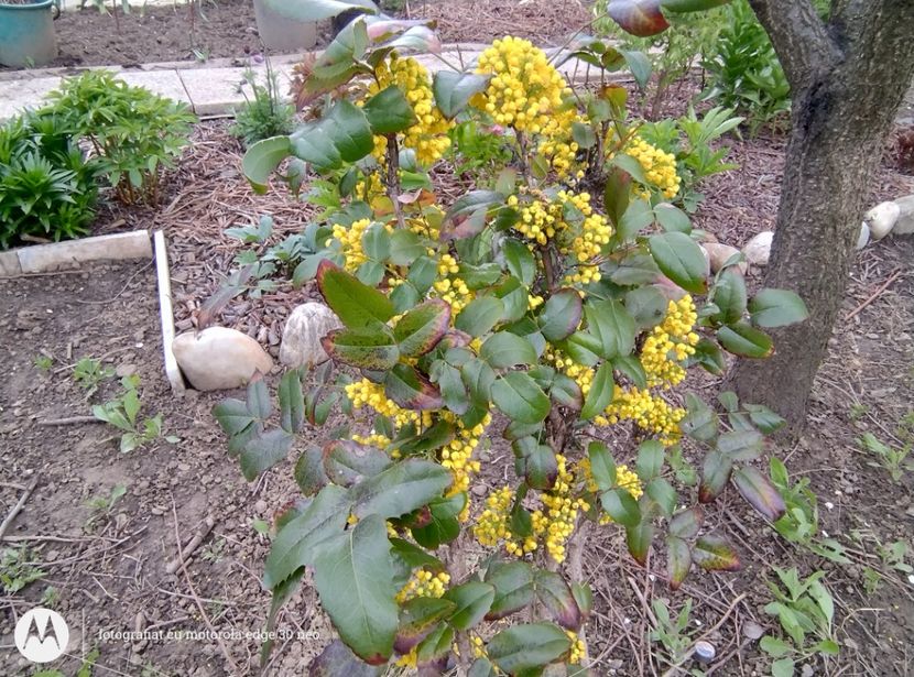  - Flori de gradină-2025