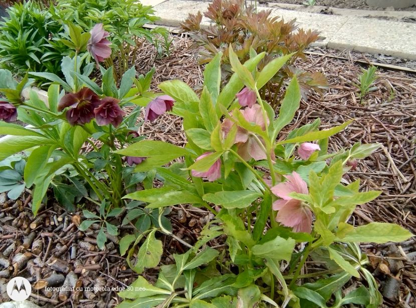  - Flori de gradină-2025