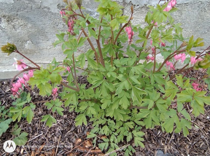  - Flori de gradină-2025