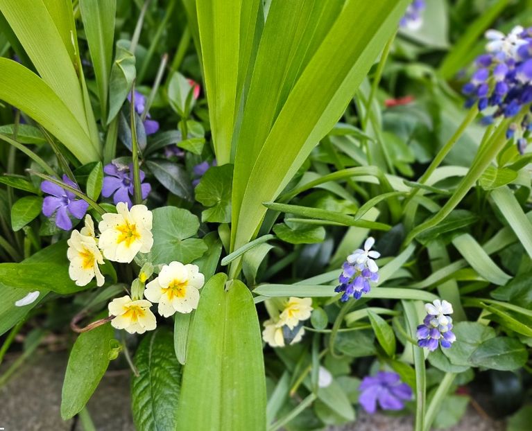  - Primule 21 22 23 24