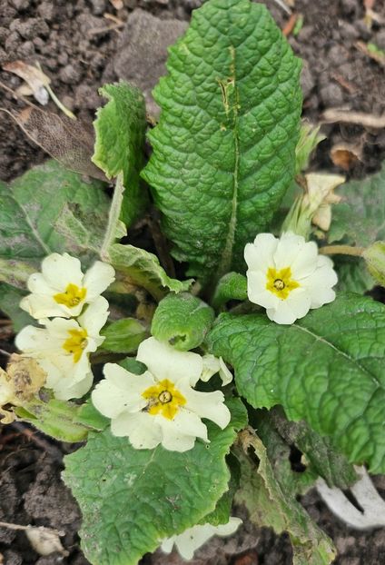  - Primule 21 22 23 24