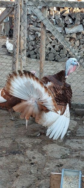 Screenshot_20250411_212503_Gallery - Curci red bourbon!