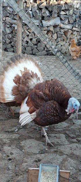 Screenshot_20250411_212445_Gallery - Curci red bourbon!