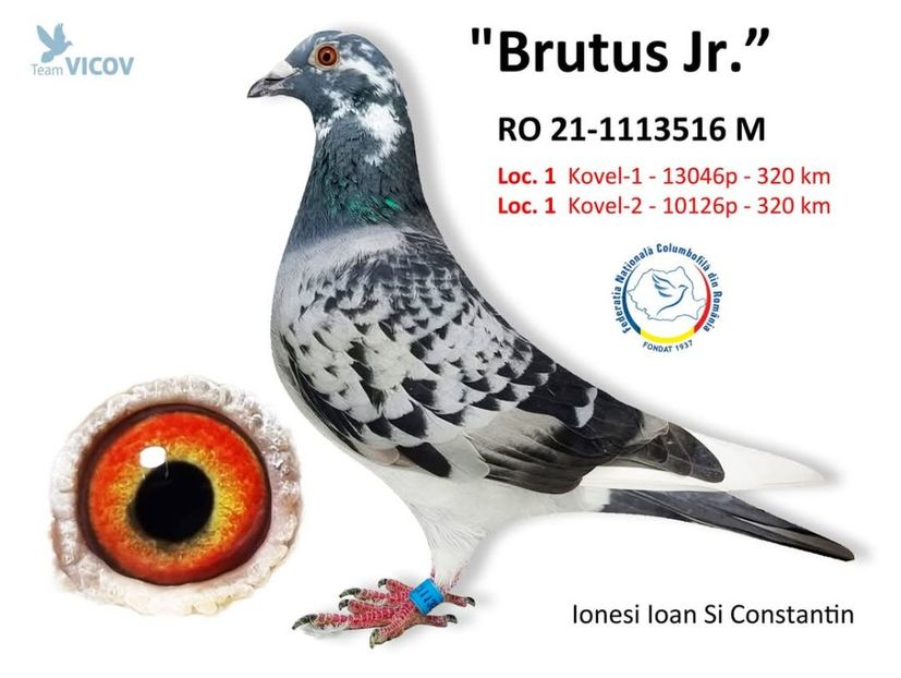 IMG-20250213-WA0008 - Porumbei voiajori la matca