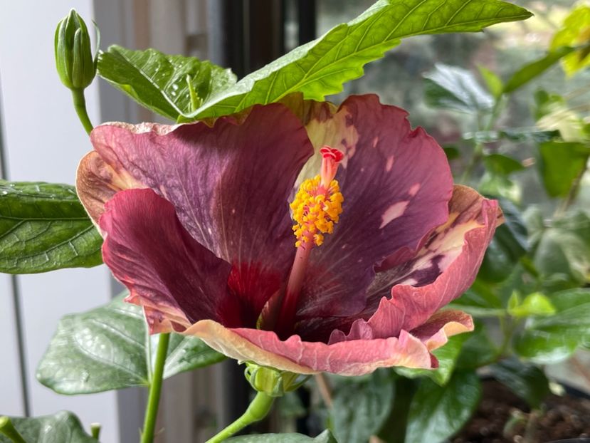  - Luv -Posog- Memories